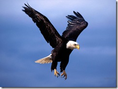 flying-eagle-wallpaper